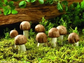 餐桌常吃四宝 终生不得癌