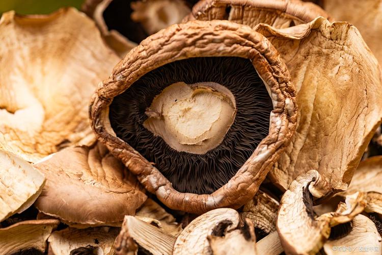 干蘑菇生虫了还能吃吗？正确保存方法防止生虫
