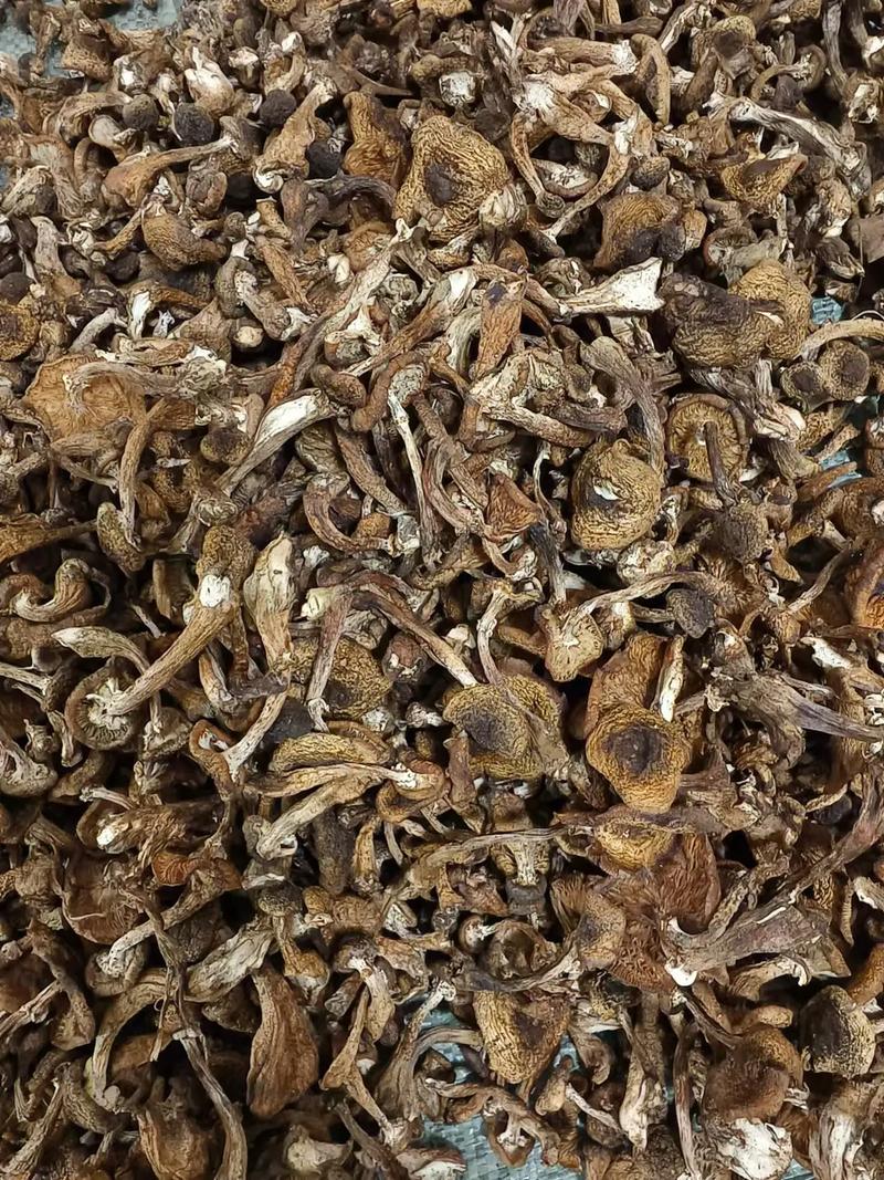 大自然的馈赠 那一筛晒得恰到好处的干蘑菇
